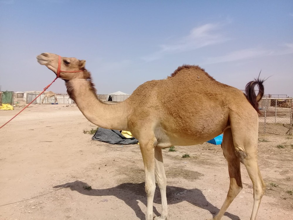 Camels For Sale - Classifieds | Qatarbuyandsell.com