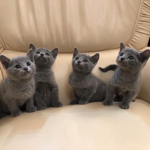 Russian-Blue-Kittens-1