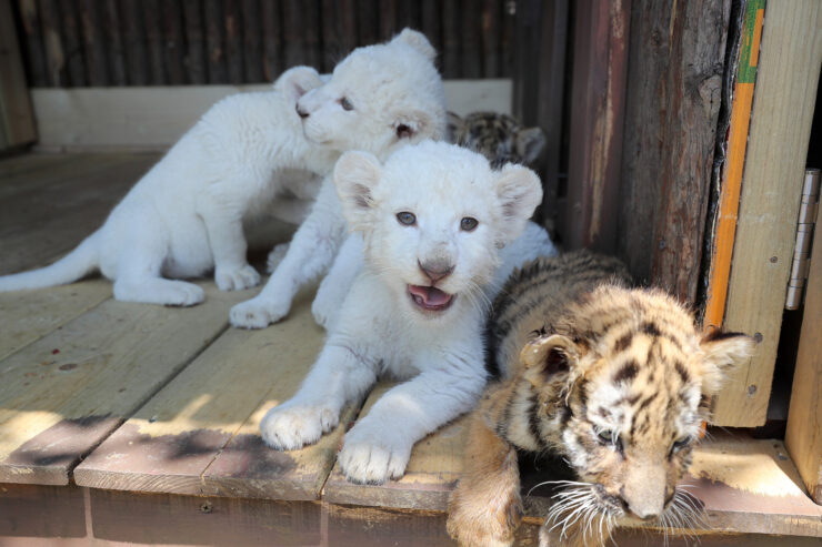 white-Siberian-Cubs-
