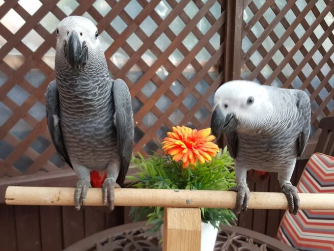 Pair-Of-African-Grey