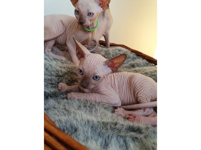 sphynx