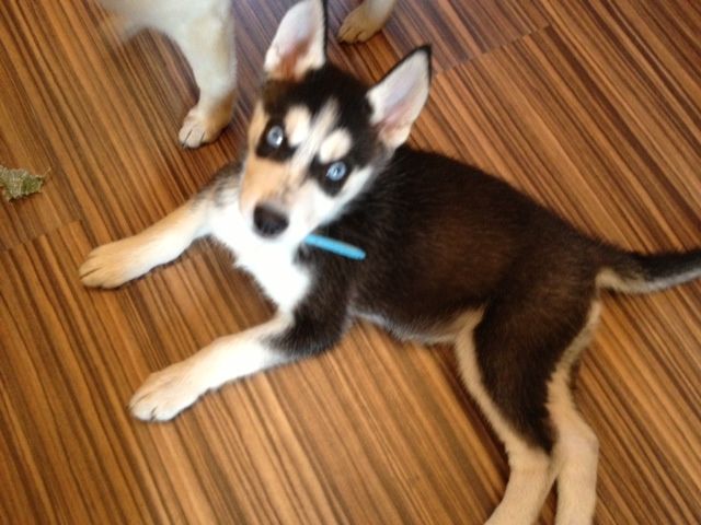 Pets4homes sales siberian husky