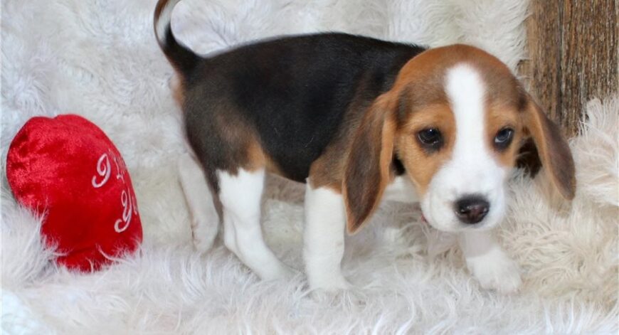 beagle2