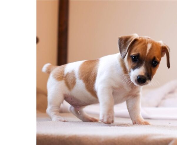 jack-russell-terrier4