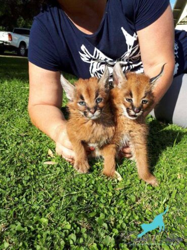 Caracal-kittens-pairs