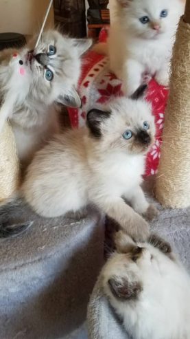 ragdoll-kitten.7