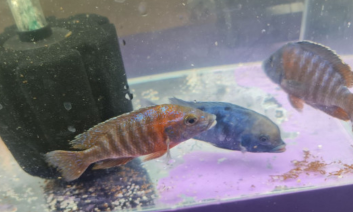 African Cichlids Fish For Sale Classifieds Qatarbuyandsell Com   Znsjkl 