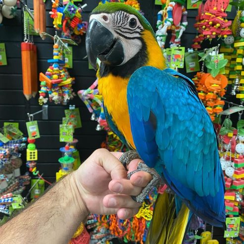 BLUE-GOLD-MACAW💙1