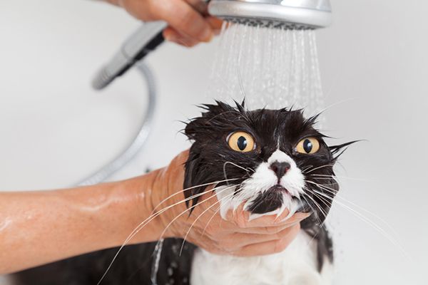 A-black-and-white-cat-not-enjoying-his-shower.jpg.optimal