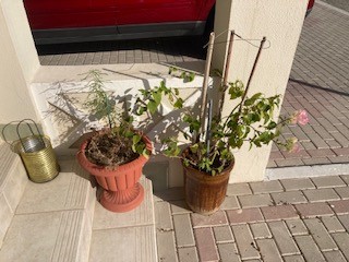 outdoor-plants2
