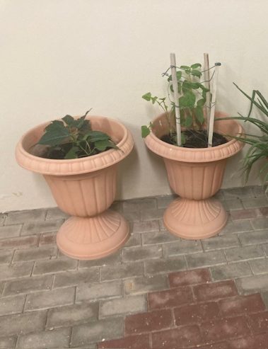 outdoor-plants3