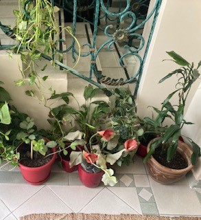 plants-indoor