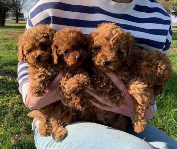 Poodle-puppiesss