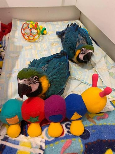 macaw-parrots
