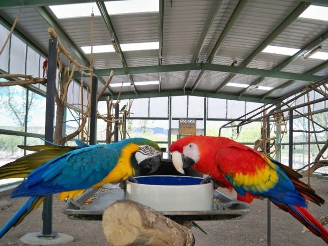macaw-sanctuary