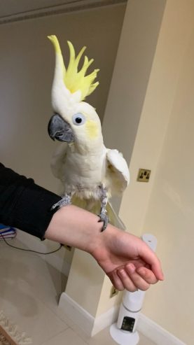 sulphur-crested-cockatoo-for-sale-606b26d519f7a