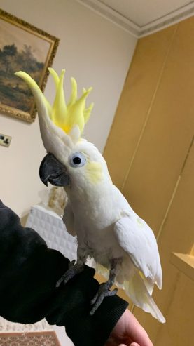 sulphur-crested-cockatoo-for-sale-606b26d61fc7f