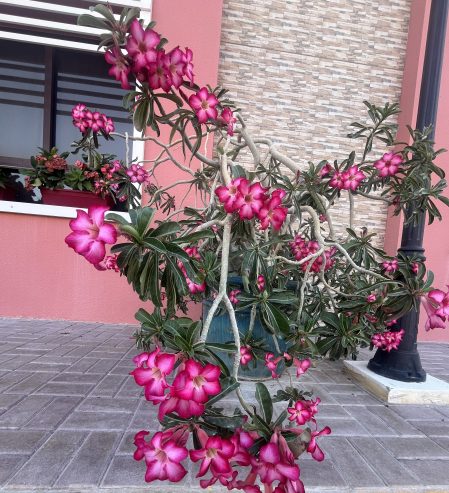 Desert-Rose-1