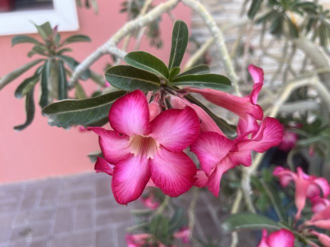 Desert-Rose-2