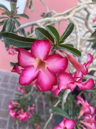 Desert-Rose-3