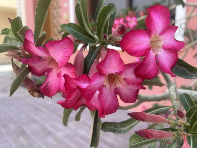 Desert-Rose-4